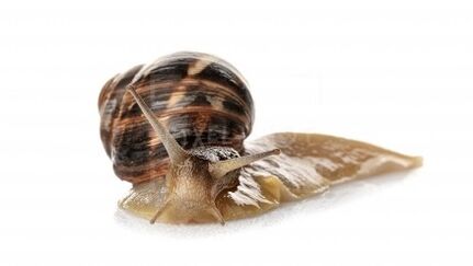 Intenskin contains snail mucin